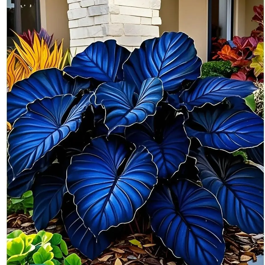 800Pcs Rare Mixed Color Ground Cover Hosta Seeds – Unique Foliage for Shaded Gardens, Easy to Grow & Perennial