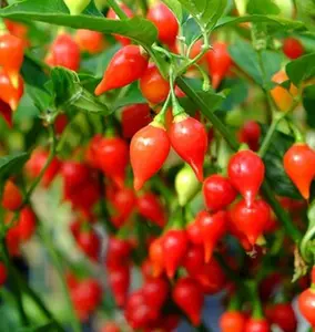 Biquinho Red Pepper Seeds | Hot | Heirloom | Organic - 10 seeds