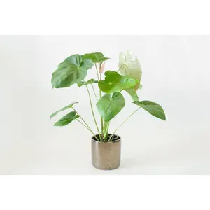 Pink Flower Anthurium - Live Starter Plants in 2 Inch Pots - Anthurium Oaxaca - Elegant Low Maintenance Air Purifying Indoor Houseplant