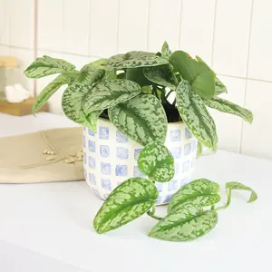 Silver Splash Pothos