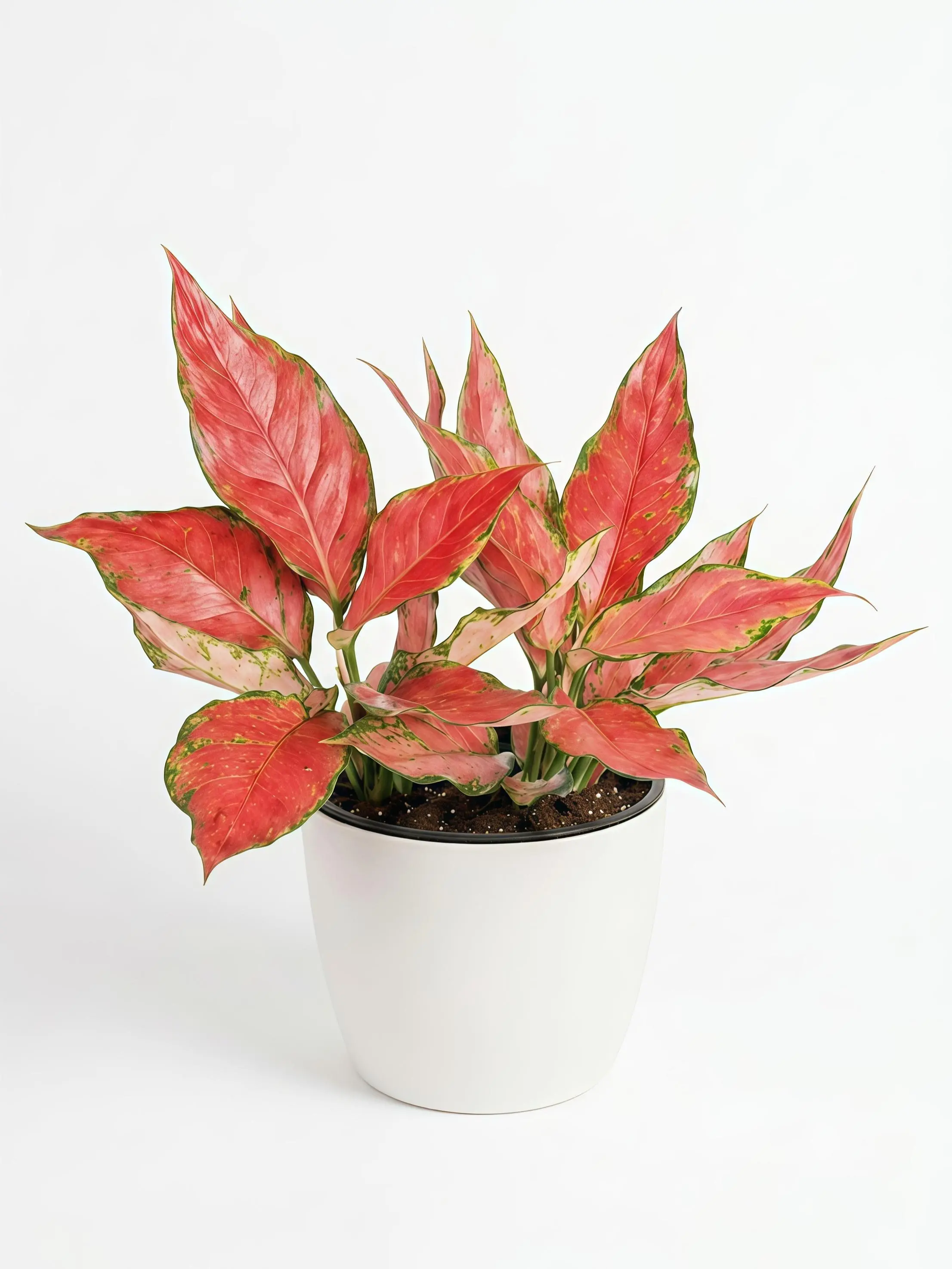 Red Aglaonema Live Potted Plant with White Pot - Low-Maintenance Home Office Decor, Tropical Vibe Addition for Bedrooms, Easy-Care Low-Light Indoor Plant