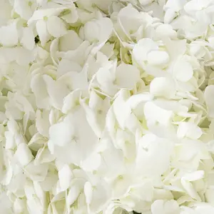 White Hydrangea Petals
