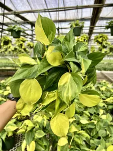 Philodendron Brasil Pot 6” - Houseplant - Tropical Foliage