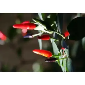 Indian Paquin Pepper Seeds (Capsicum Annum) HOT, Rare ASIAN VEGETABLE