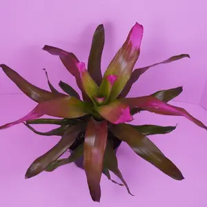 Bromeliad Neoregelia 'Donna' Tropical Color Rosette Live Plant 5" Pot Vibrant Center Coloring High Humidity Preferred