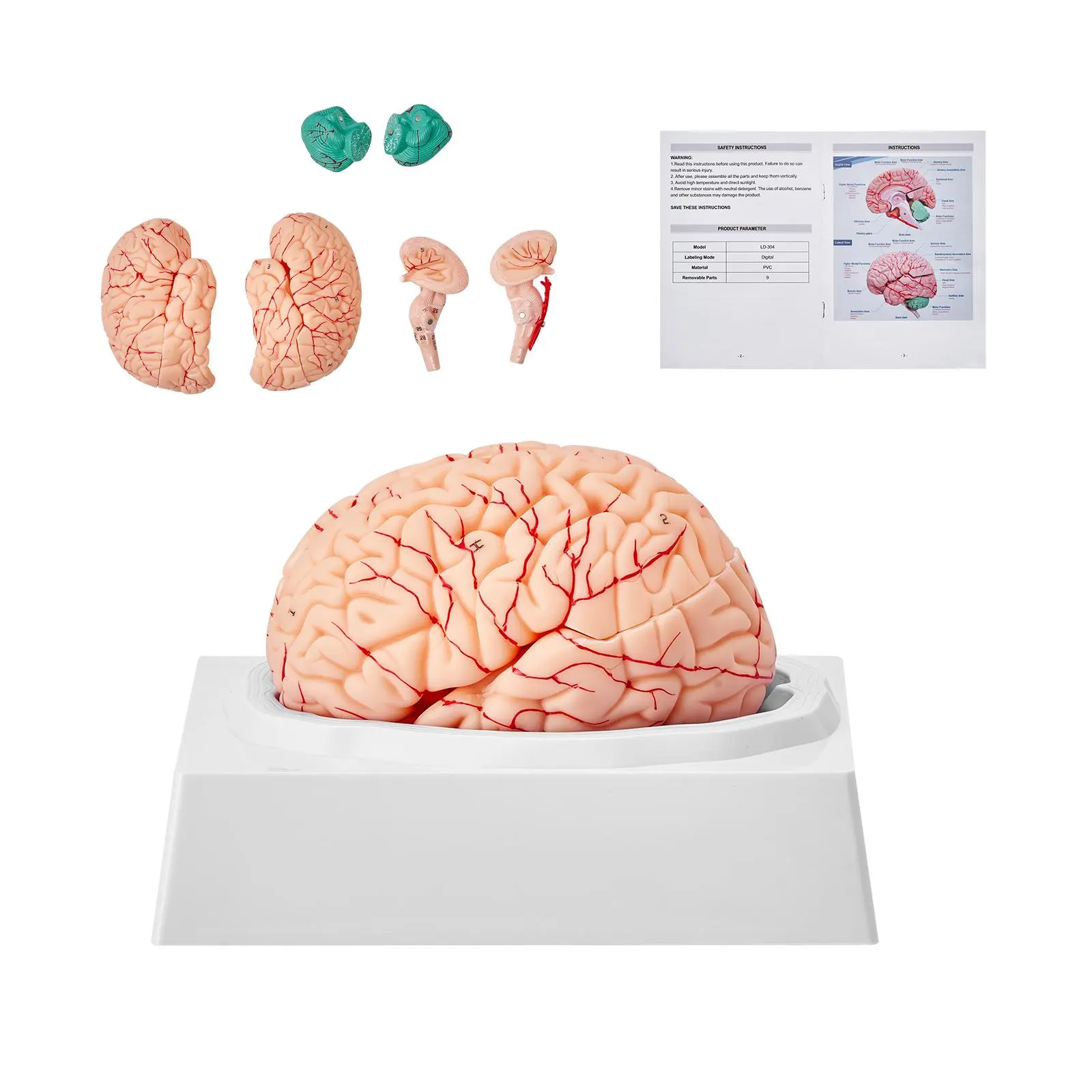 【Summerfinds】VEVOR Human Brain Model Anatomy, 1:1 Life-Size 9-Part Human Brain Anatomical Model with Labels & Display Base, Detachable Brain Model for Science Research Teaching Learning Classroom Study Display