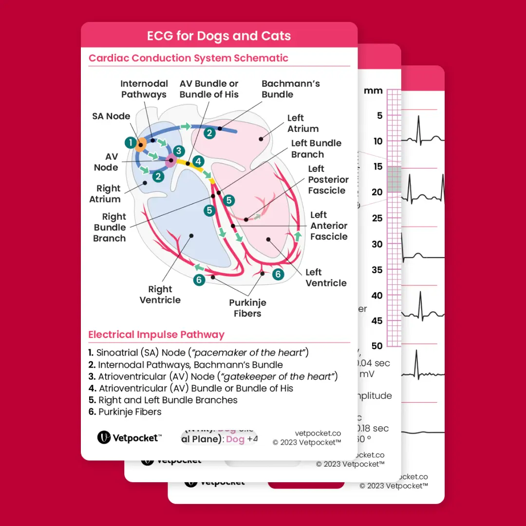 ECG for Dogs and Cats