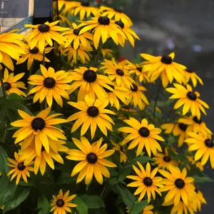 Black Eyed Susan Seeds for Planting, 5000 Seeds, Giving You Beautiful Black Eyed Susan Flowers, Heirloom Seed Varieties