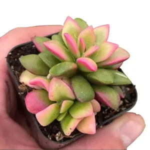 Live Sunrise Plant - Anacampseros Telephiastrum Variegata Plant - Pan American Love Plant - Variegated Succulent Plant - 2 Inch Pot