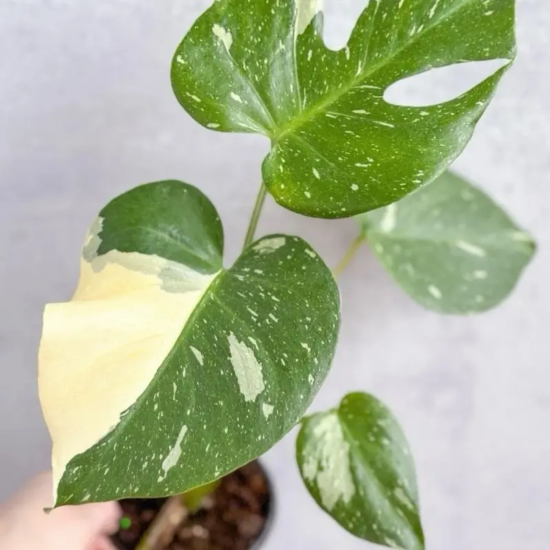 4" Monstera Thai Constellation - Indoor Live Plant, Variegated Leaves Split with Maturity, Air Purifying & Very Beginner Friendly, Houseplant  Ideal for Home Decor