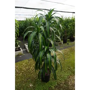 Dracaena Hawaiian Sunshine Cane - 3 Staggered Canes - Live Plant in an 10 Inch Growers Pot - Dracaena Deremensis “Hawaiian Sunshine” - Beautiful Indoor Air Purifying Houseplant