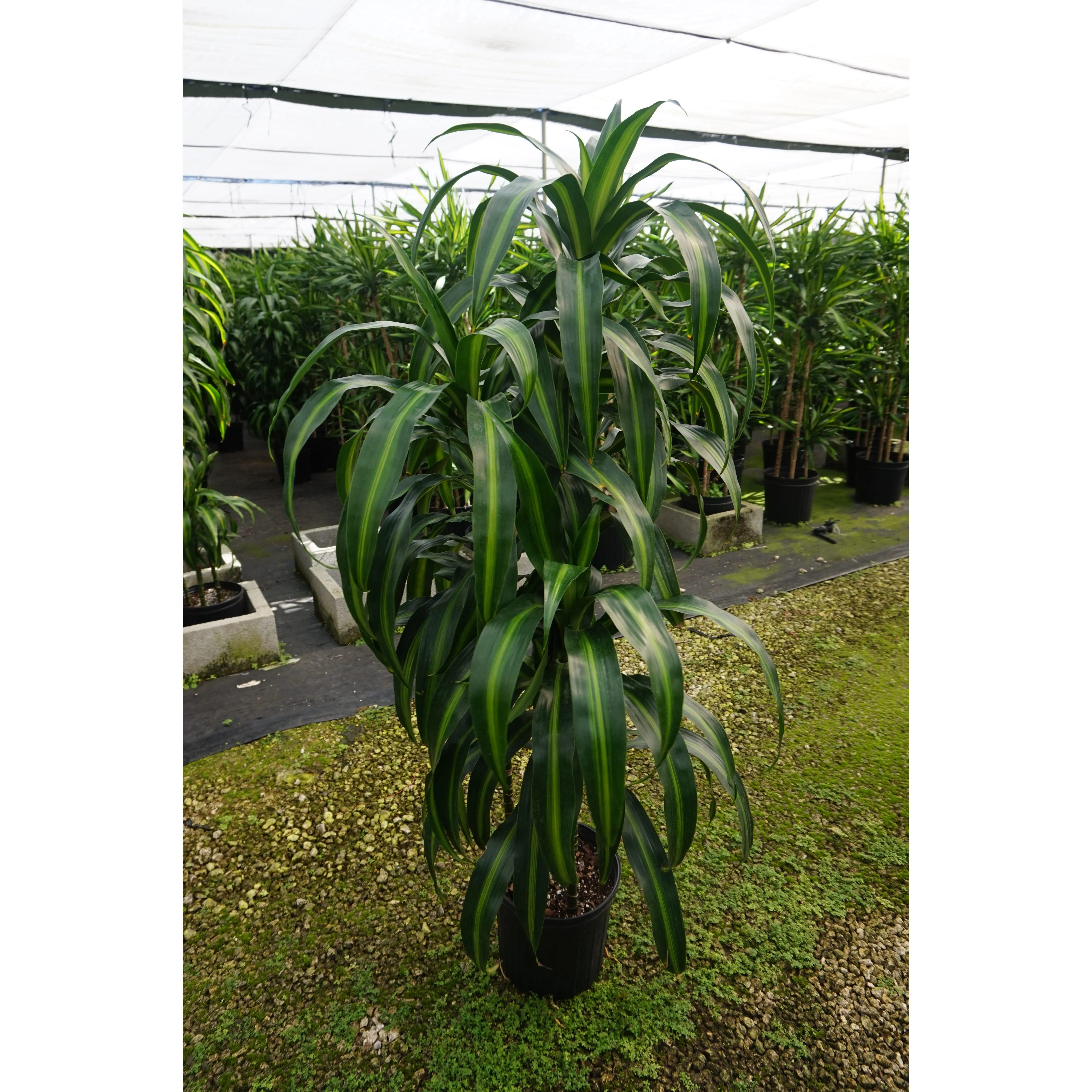Dracaena Hawaiian Sunshine Cane - 3 Staggered Canes - Live Plant in an 10  Inch Growers Pot - Dracaena Deremensis Hawaiian Sunshine - Beautiful  Indoor Air Purifying Houseplant - TikTok Shop