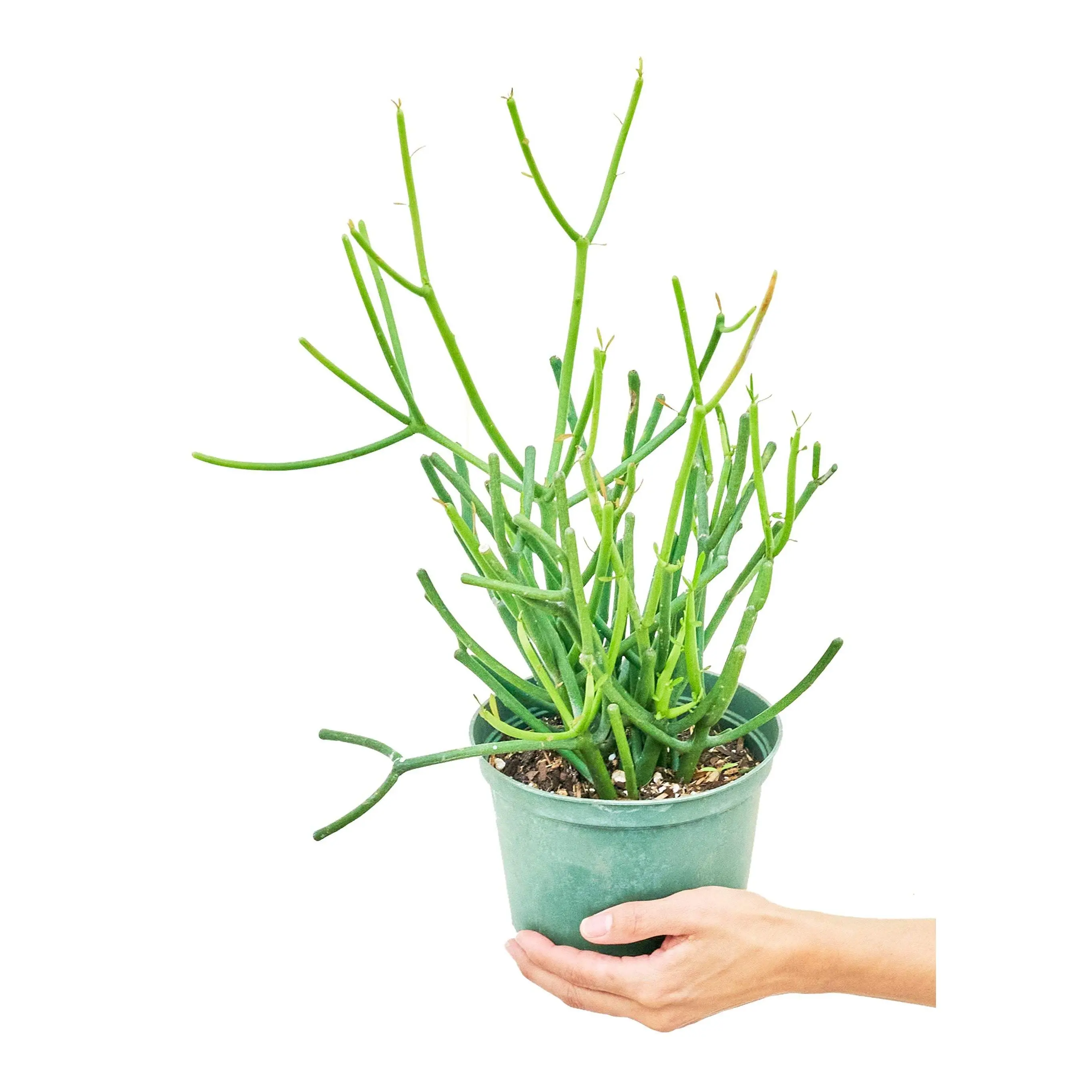 Pencil Cactus