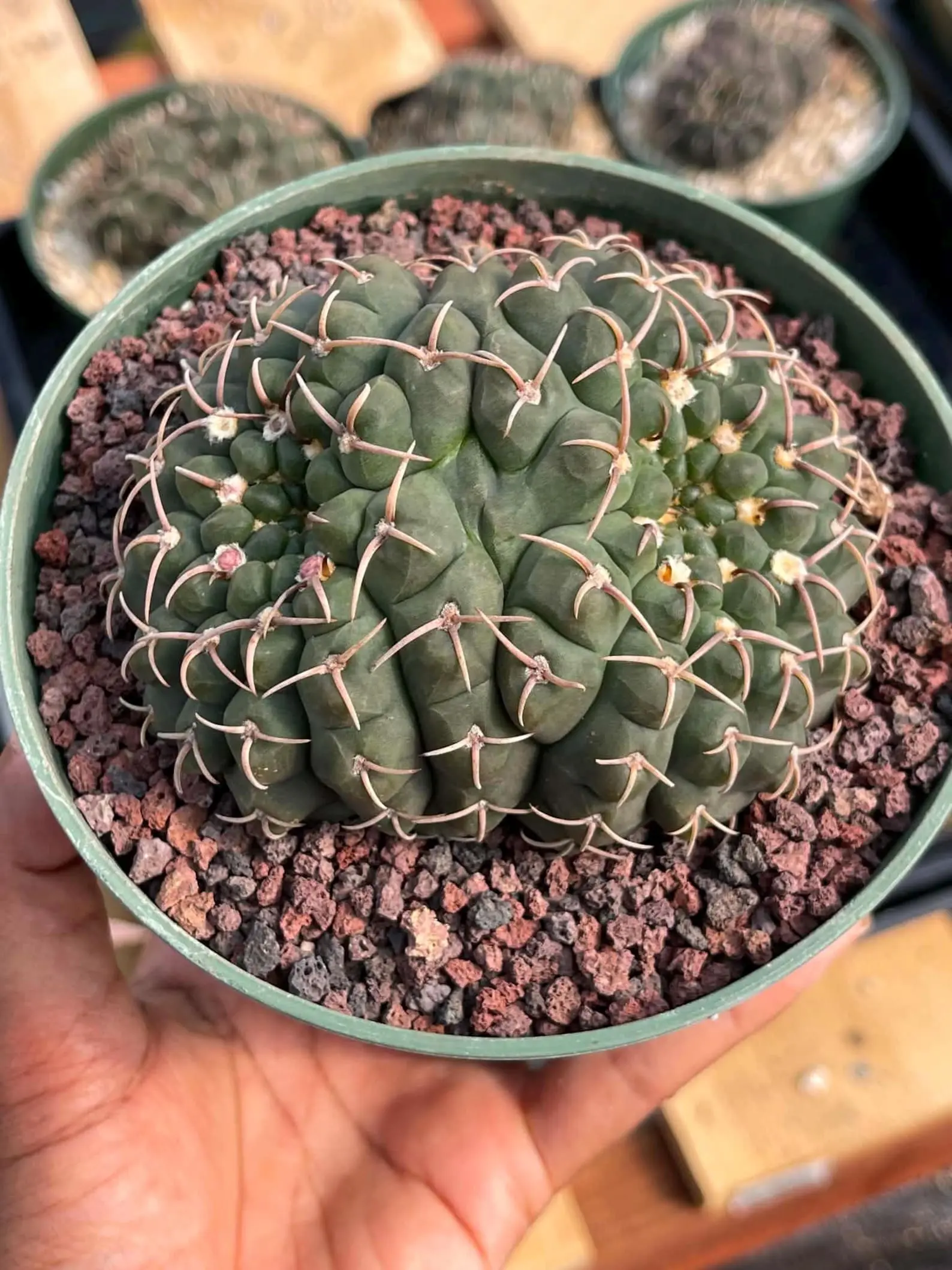 Rare Plant - Crested Gymnocalycium Live Cactus, Garden Supplies #356