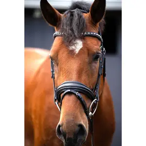 Red Barn Olympian Dressage Bridle