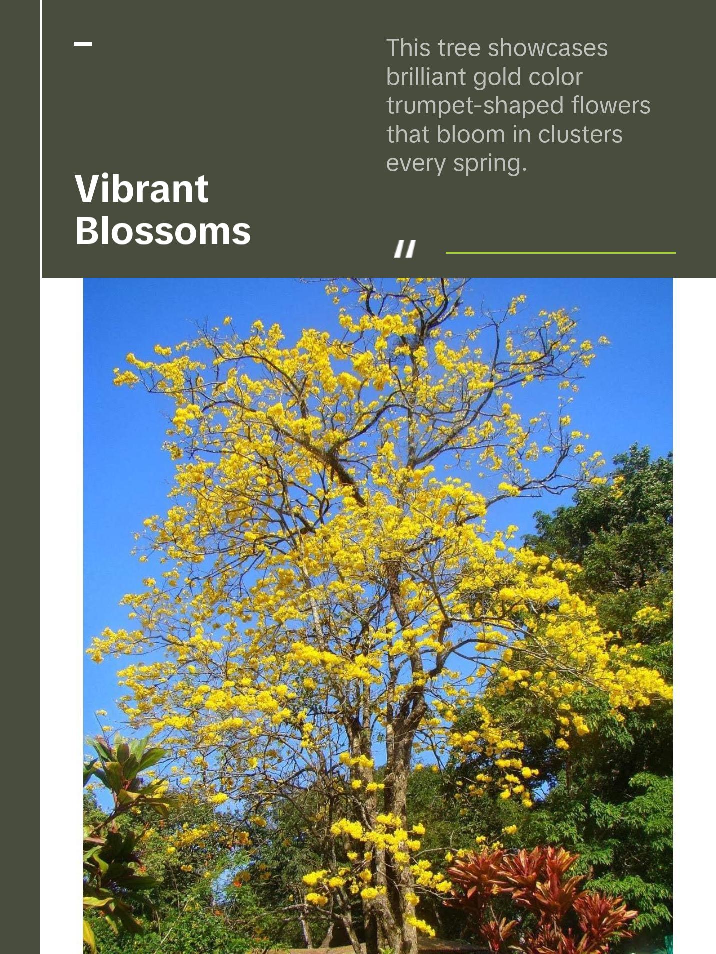 Yellow Tabebuia Trumpet Tree - Live Plants in 4 Inch Pots - Handroanthus Chrysanthus - Beautiful Flowering Tree