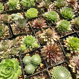 10 Pack – Hardy Sempervivum Succulents (3" Pots)