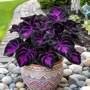 800 Black Purple Hosta Seeds Rare Shade Loving Perennials Easy to Grow for Bold Garden Vibrant Year Round Flower Beds