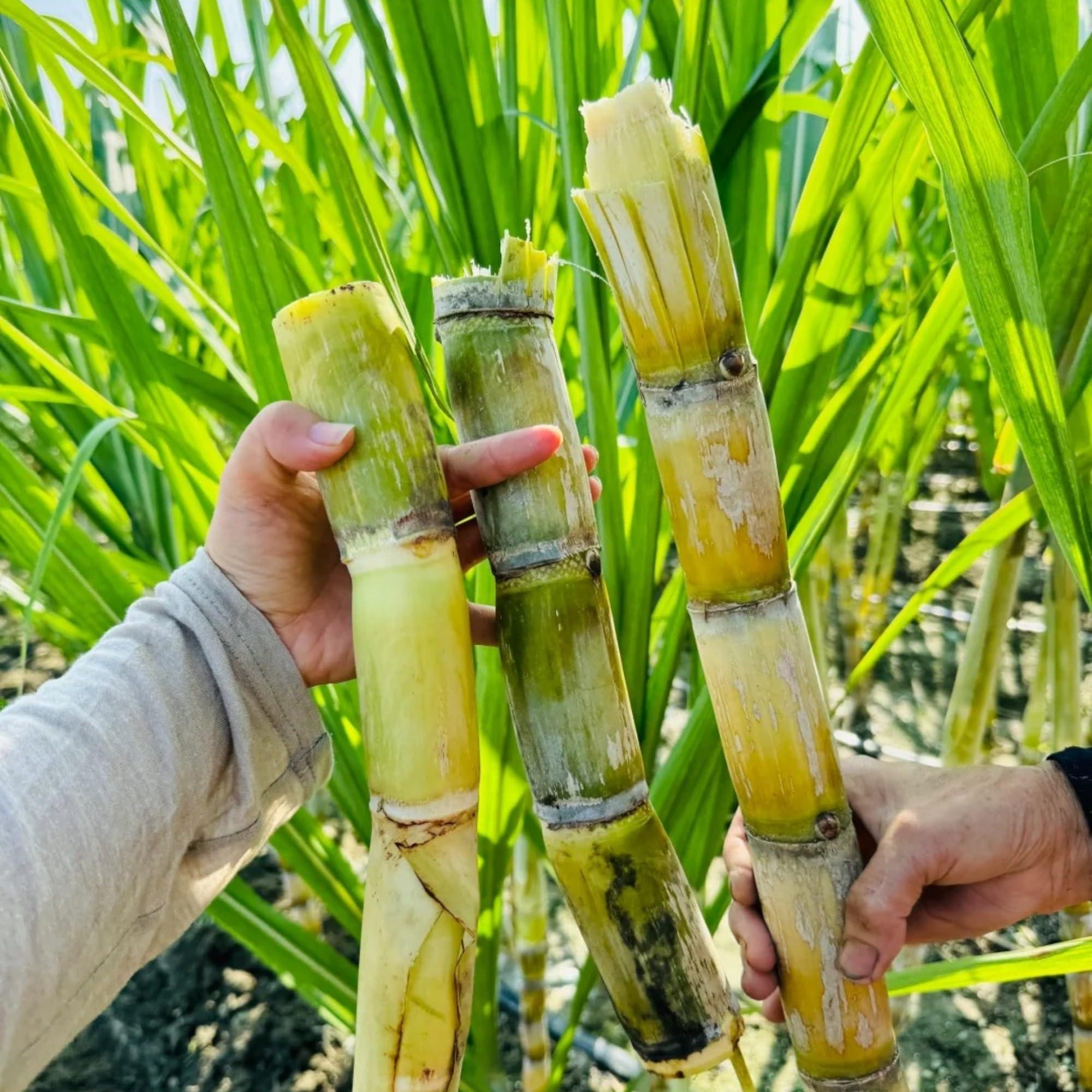 200 Sugarcane Seeds – Tropical Sweet Cane Plant Seeds for Home Garden, Outdoor Growing & Farm Planting