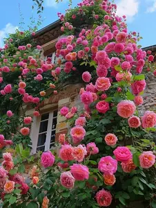 300 Pcs Climbing Rose Seeds – Garden Vine Flower Seeds for Backyard Trellis, Arbors and Fence Planting Areas, Decorative Rose Flowers for Outdoor Landscape Design, Seeds Only Not Live Plants
