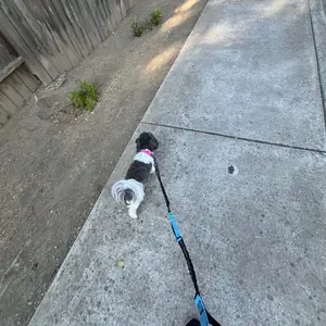 Product Review of iYoShop Hands Free Dog Leash with Zipper Pouch, Dual Padded Handles and Durable Bungee for Walking, Jogging and Running Your Dog from Z**y a** F**s