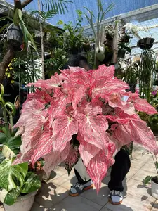 Colorful Caladium Bulb Assortment, Varied Pattern Foliage Houseplant, Elegant Tropical Leaf Ornament, Low Maintenance Potted Greenery, Perfect Decor for Home Bedroom Courtyard Indoor Leisure Space