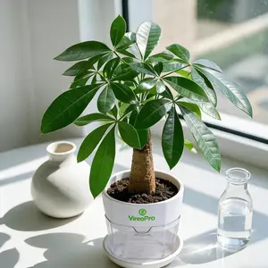 Money Tree Plant | Lucky Feng Shui Indoor Plant for Wealth & Abundance Manifestation | Natural Wood Base | Compact 10cm x 7-8cm Size | Positive Energy Spiritual Decor for Home Office, Small Spaces, Law of Attraction