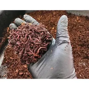 Pure Red Wigglers Composting and Gardening Worms Eisenia Fetida 1/4 lbs 250 Count for Rich Nutrient Dense Soil and Healthy Plants Coconut Fiber Substrate Organic Potting Soil Soil Testing Kit