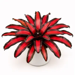 Neoregelia Pimiento Live Indoor Plant - 6" Pot, Low-Maintenance, Easy-to-Care-For Garden Supply for Home Improvement