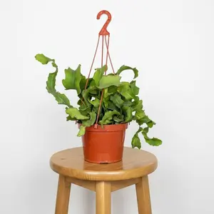 6" Curly Sue, Orchid Cactus, Curly Locks Cactus, Live Houseplant, Indoor Plant