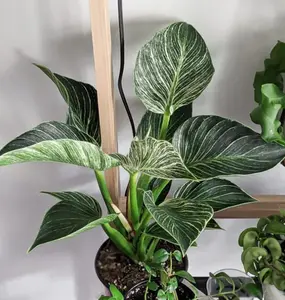 2pcs LIVE PLANT 1ft tall Philodendron Birkin variageted  - White wave -  shipped from sunny Florida