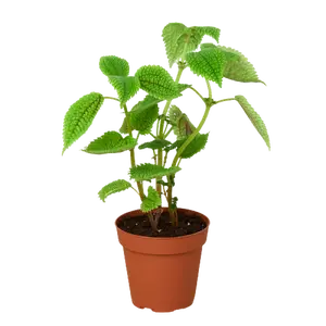 Pilea 'Moon Valley' - 4" Pot