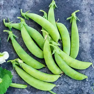 Organic Sugar Ann Snap Pea Seeds (Pisum sativum) – 15+ Seeds for Early Maturing, Sweet Snap Peas, Compact Growth for Small Gardens