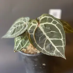 Anthurium Red Chrystalinum