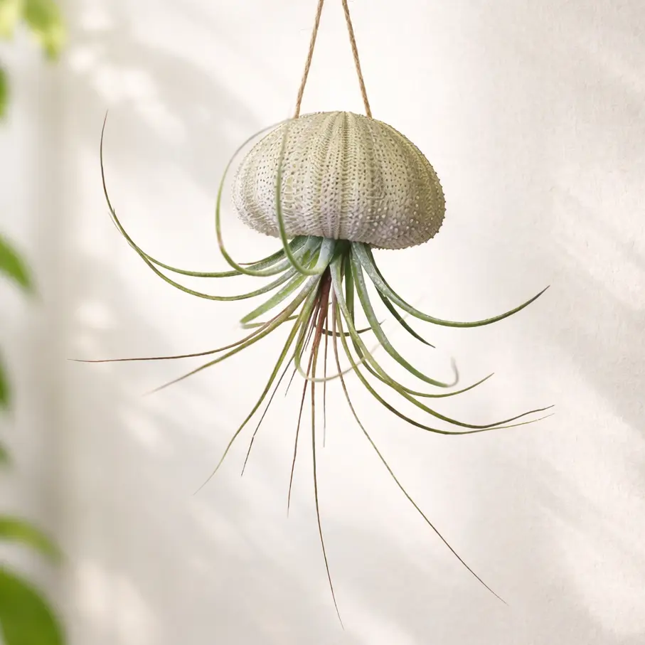 Hanging Urchin with Air Plant