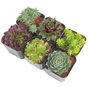 Outdoor Succulent Pack Outdoor Succulent Pack