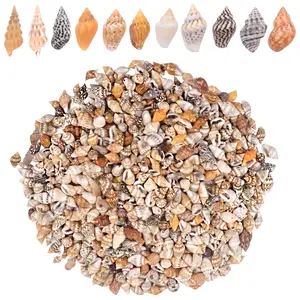 About 1000pcs(200g) Tiny Natural Sea Shells Mixed Spiral Conch Shell Ocean Mini Seashell Bulk Fish Tank Vase Fillers for DIY Crafts Home Outdoor Beach Theme Party Decoration