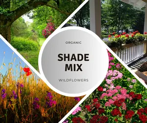 Wildflower ‘Partial Shade Mix’ – A diverse blend of shade-tolerant flowers, creating a lush, colorful habitat for pollinators in low-light garden spaces.