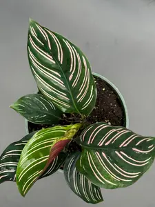 Calathea Ornata | 4 In. Pot | House Plant | Live Plant
