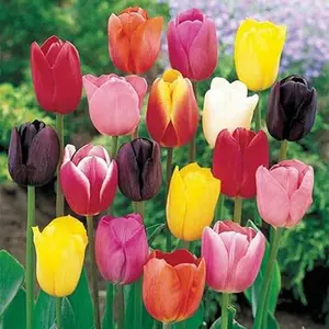 Rainbow Tulip Plant Seed for Planting, Mixed Color Spring Blooms, Premium Perennial Tulips for Borders, Beds, Patio & Cut Flowers