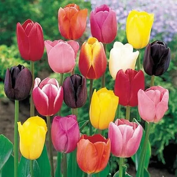 Mixed Color Tulip Seed Collection - Spring-Blooming Varieties for Planting in Flower Gardens, Beds, Full Sun Displays, Plant Decor, Cut Flowers, Borders