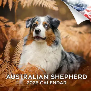 Australian Shepherd Wall Calendar 2026