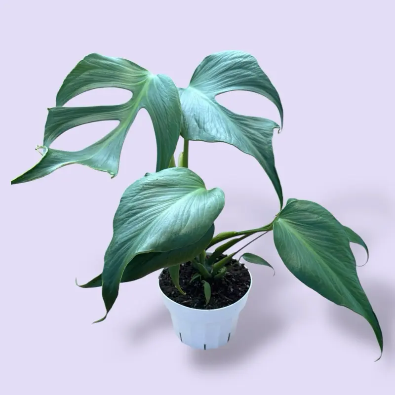 RARE Monstera Burle Marx Flame 6” - Exotic House Plant