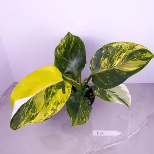 RARE Philodendron White Wizard Tricolor 4” | Variegated Philodendron