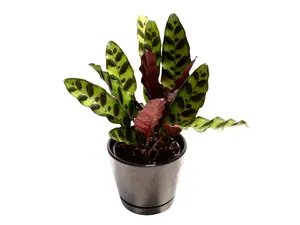 Calathea Rattlesnake 4” Potted Live Plant - Goeppertia Insignis - Rare Exotic Houseplant - Spotted Patterned Foliage - Tropical Gift - Unique Indoor Plant - Burgundy Undersides - Low Light Tolerant - Statement Greenery - Non-Toxic
