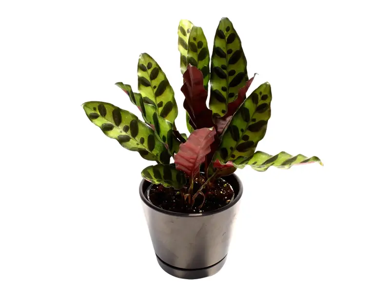 dracena green white Dracaena fragrans White Jewel Houseplants - Air Purifier | Hortology main image 0