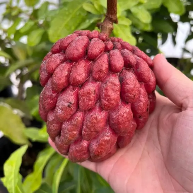 30PCS Red Sugar Apple Seeds for Planting, Exotic Tropical Custard Apple Fruit Tree Seeds, Non-GMO Home Garden