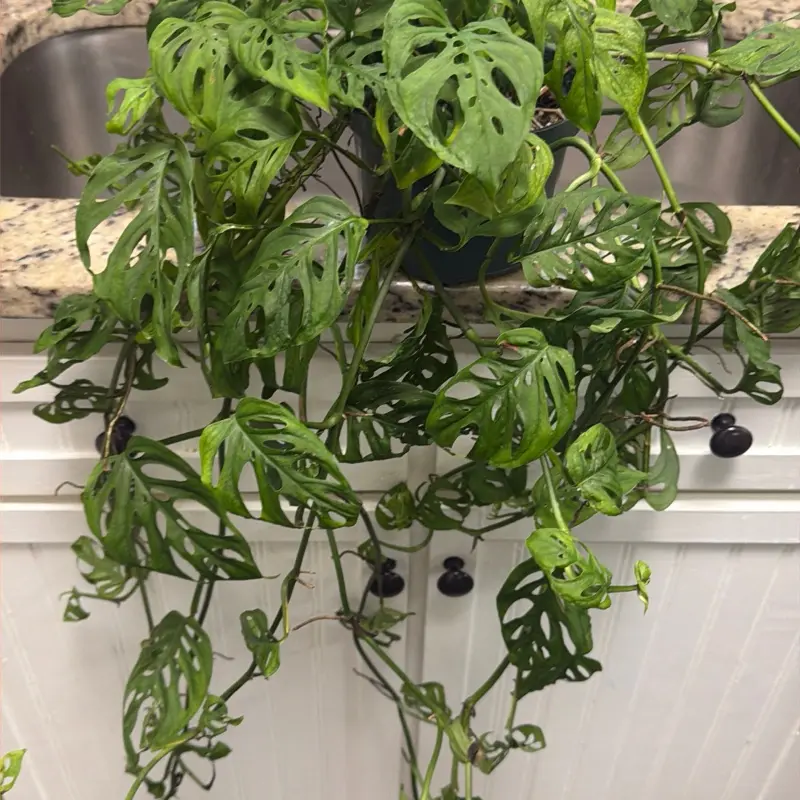 Swiss cheese monstera