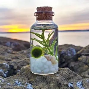 Moss Ball Pet Small Alchemist Terrarium Starter Kit, Baby Marimo Decor, Decorative Pet Moss Balls, Bottle, Perfect for Miniature Gardens