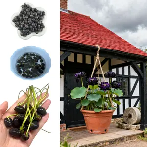 Organic Black Bowl Lotus Seeds – 30/60pcs Non-GMO Heirloom Water Garden Plant